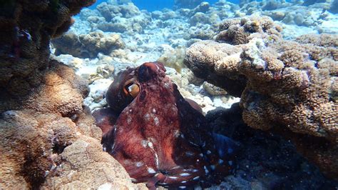 Octopus, the master of camouflage | Octopus, Camouflage, Underwater world