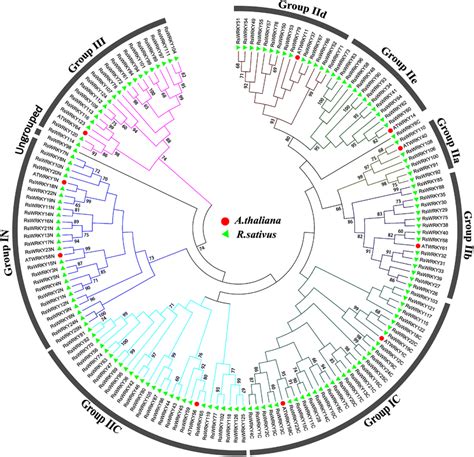 Unrooted phylogenetic tree representing relationships among WRKY... | Download Scientific Diagram