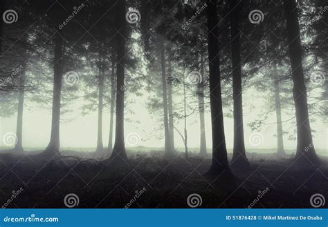 Gloomy forest with fog stock photo. Image of nightmare - 51876428