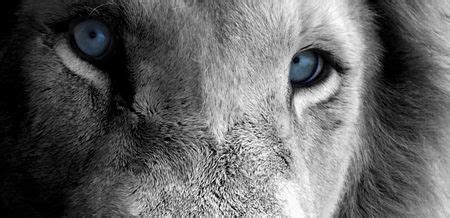 Blue Eyes of a Lion - Cats & Animals Background Wallpapers on Desktop ...