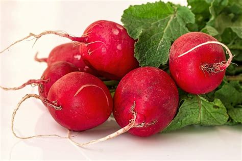 Are Radish Leaves Edible?? - Everything Radish