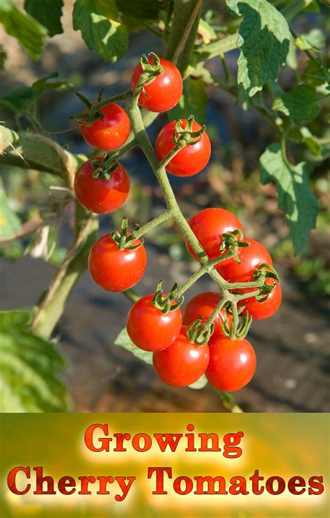 Cherry Tomatoes - Growing Guide - Quiet Corner