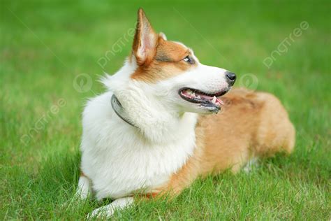 Bộ Sưu Tập hình nền corgi dễ thương Cực Chất Full 4K với hơn 999+ tùy chọn