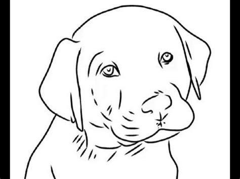 How to Draw Cute labrador puppy - Easy Drawings | Cute labrador puppies ...