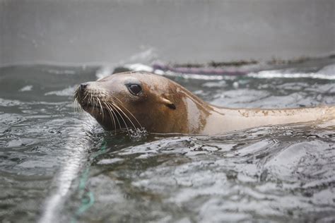 Swimmer bitten in 4th sea lion attack at SF’s Aquatic Park