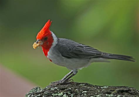 Pictures and information on Red-crested Cardinal