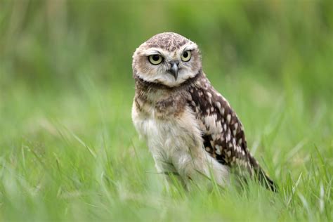 Are Burrowing Owls Endangered: Threats and Conservation - DiscoveryNatures