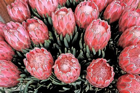 Sketchy Effect Of Pink Proteas Free Stock Photo - Public Domain Pictures