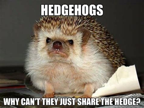 Global Animal | Funny animals, Hedgehog, Animal planet