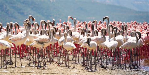 Lake Bogoria National Reserve - Gorilla Trekking Uganda