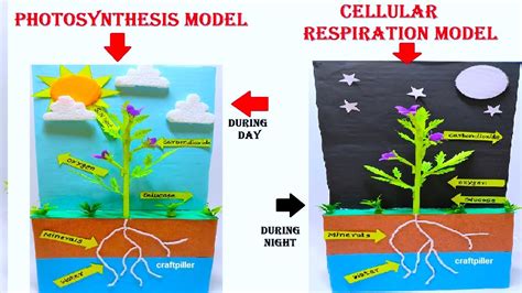 [最も人気のある！] model of cellular respiration in plants 322870 - Gambarsae4s0