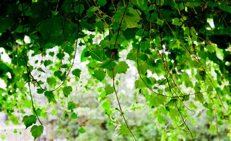 photography, Nature, Plants, Vines, Leaves, Depth Of Field Wallpapers ...