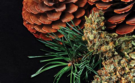 Customize Your Cannabis Experience with Terpenes – Nature's Gateway