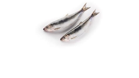 Herring, Atlantic | Clupea harengus | Seafood from Canada