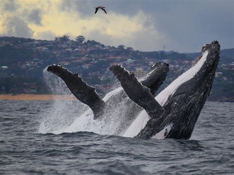 Whale Watching Sydney Season 2024 - Shela Sashenka