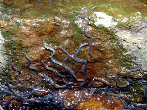 Lamprey Eel – "OCEAN TREASURES" Memorial Library