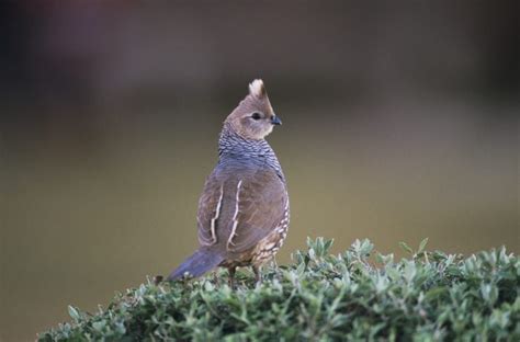 5 of The Most Common Quail Breeds for Homesteaders and Which is Right ...