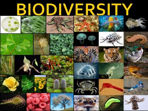 Biodiversity of India