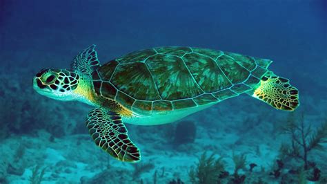 Sea Turtle 4k Ultra HD Wallpaper and Background Image | 3840x2160 | ID ...