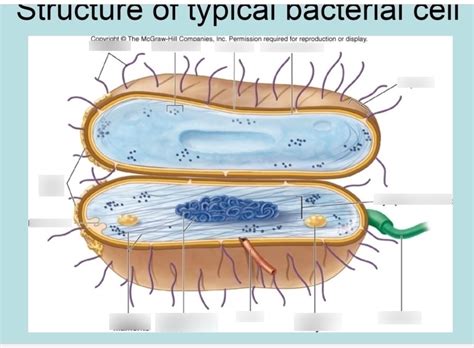 Bacterial Cell Structure