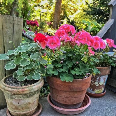 How to Start Geranium Cuttings - Shiplap and Shells