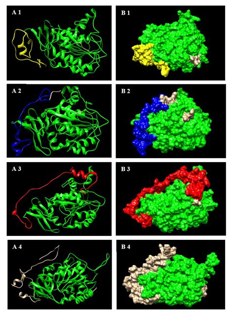 Three-dimensional structure of putrescine N-methyltransferase generated ...