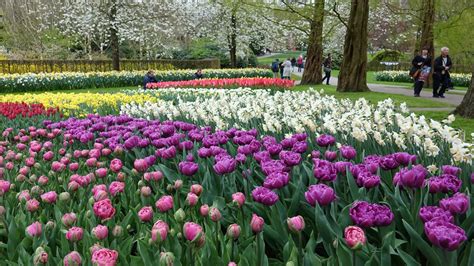 Dutch farmers to tourists: Don't trample our tulips | CTV News