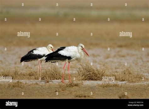 Ooievaars op trek, White Stork on migration Stock Photo - Alamy