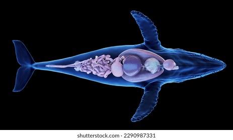 3d Rendered Illustration Humpback Whale Anatomy Stock Illustration ...