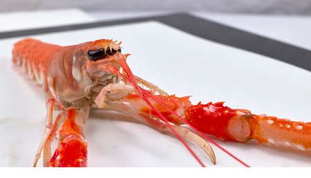 Photo of Norway lobster from the - ID:163259079 - Royalty Free Image - Stocklib