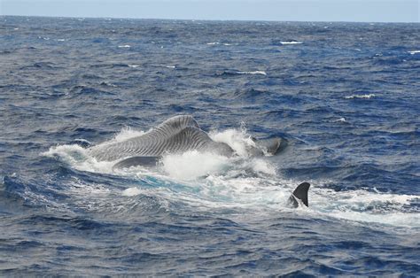 Mapping the migratory route of pygmy blue whales – Australian Antarctic Program (News 2014)