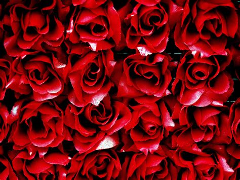 Bed of Roses Wallpaper - WallpaperSafari