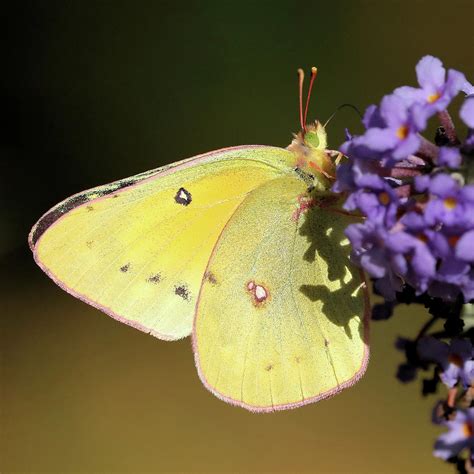 Sulphur Butterfly Photograph by Doris Potter - Fine Art America