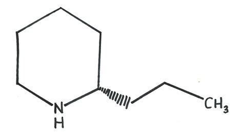 The Cuddly Coniine Conundrum