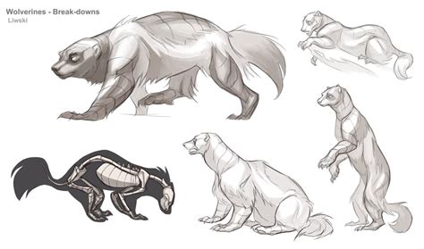 Wolverine Animal Drawing at PaintingValley.com | Explore collection of ...