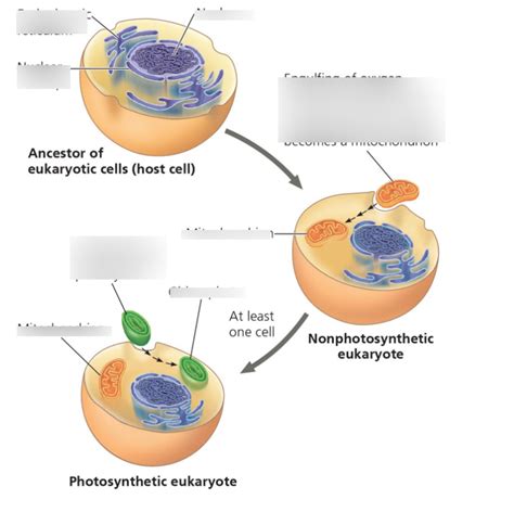 endosymbiotic theory Diagram | Quizlet