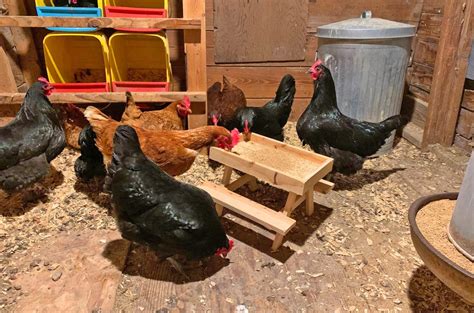 This Mini Picnic Table For Chickens Lets Your Fowl Feed With a Little ...