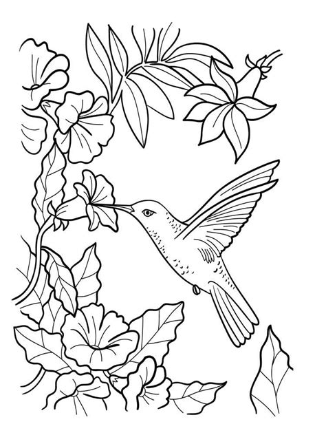 Free Hummingbird Coloring Page - Coloring Home