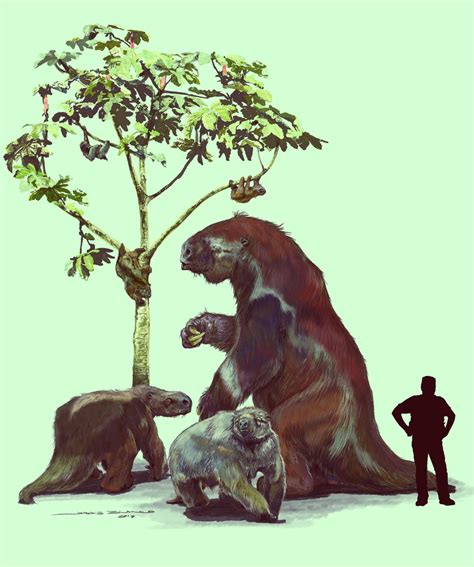 DNA and Protein Studies Shake Up Sloth Family Tree – securityrum