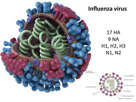 Virology lecture #26: H5N1 on Vimeo