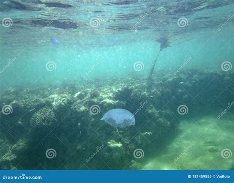 Marine Jellyfish, in a Natural Habitat Stock Image - Image of life ...