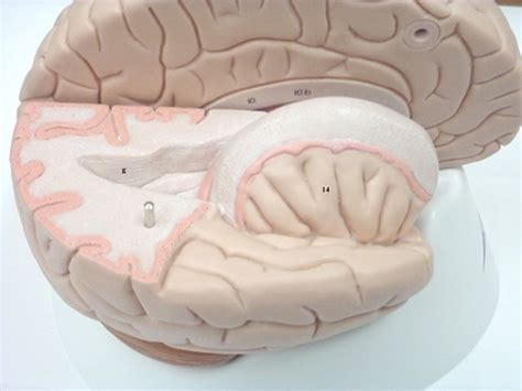 brain parasagittal cross section Diagram | Quizlet