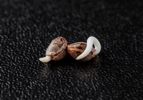 How to Germinate Cannabis Seeds | Easy High Success Method!