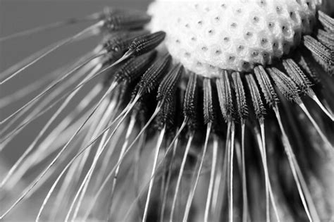 Premium Photo | Dandelion seeds summer concept black and white close up