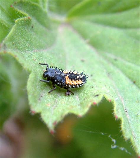 Lady Beetle larvae | This larvae does not resemble the adult… | Flickr