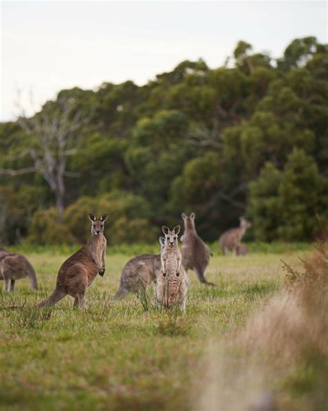 Visit Great Ocean Road | Great Ocean Road Wildlife - Visit Great Ocean Road