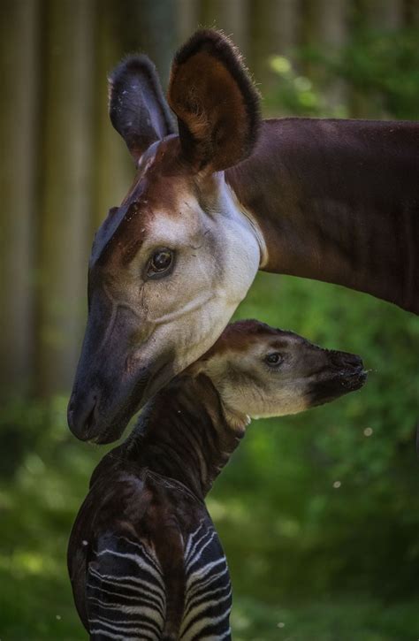 Chester Zoo has a new okapi baby and it couldn't be more adorable - The ...