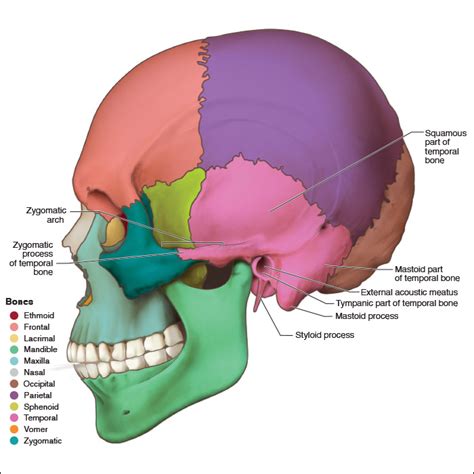 Zygomatic Bone Maxillary Process