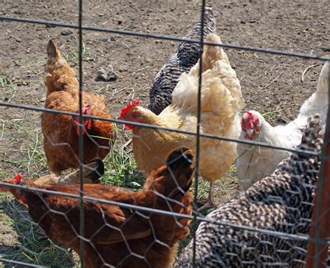 meat chicken breeds the 5 best for raising in the backyard