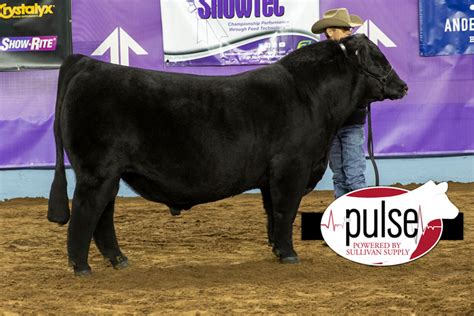 Cattlemen’s Congress | Open Percentage Simmental Bulls | The Pulse